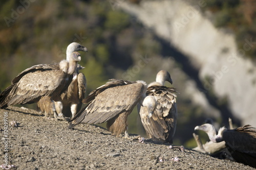 buitre leonado photo