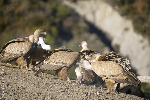 buitre leonado photo