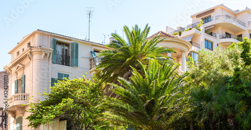 Palm Trees In Cannes Of French Riviera