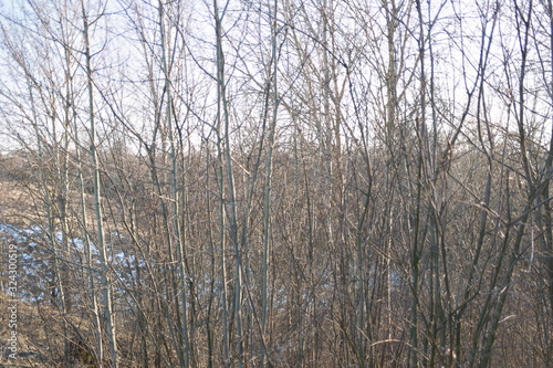  branches without leaves on a background of a snowy hill