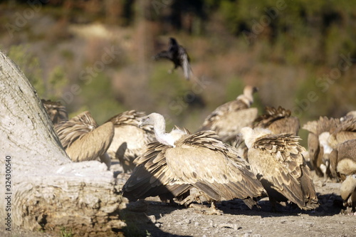 buitre leonado photo