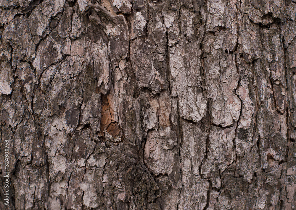 Old Wood Tree Texture Background Pattern Old Wood Tree Texture Background Pattern