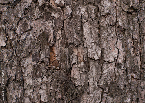 Old Wood Tree Texture Background Pattern