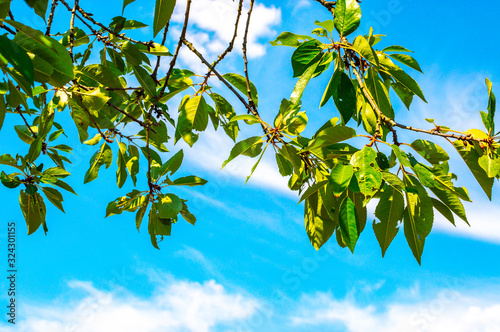 Walnut leaves in front of blue sky with white clouds. Selective focus