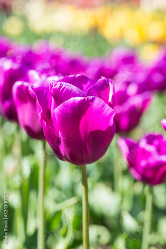 Tulip  Tulipa  Passionale 