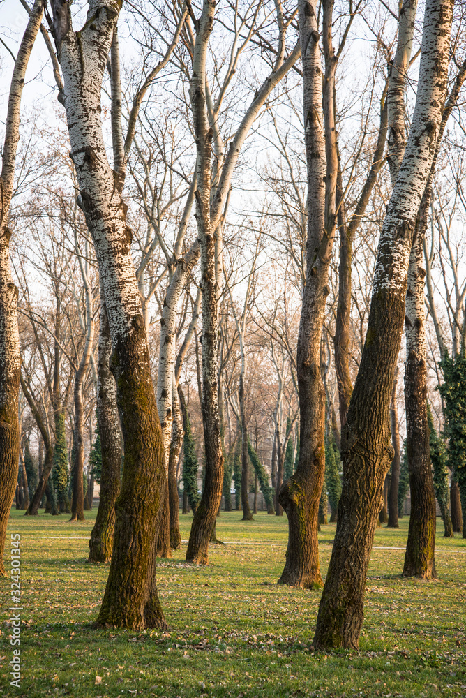 Trees, Bundek, Novi Zagreb, Croatia