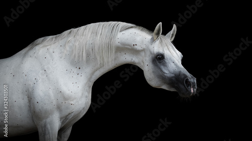 Portrait of a beautiful white arabian horse with long mane on black background isolated
