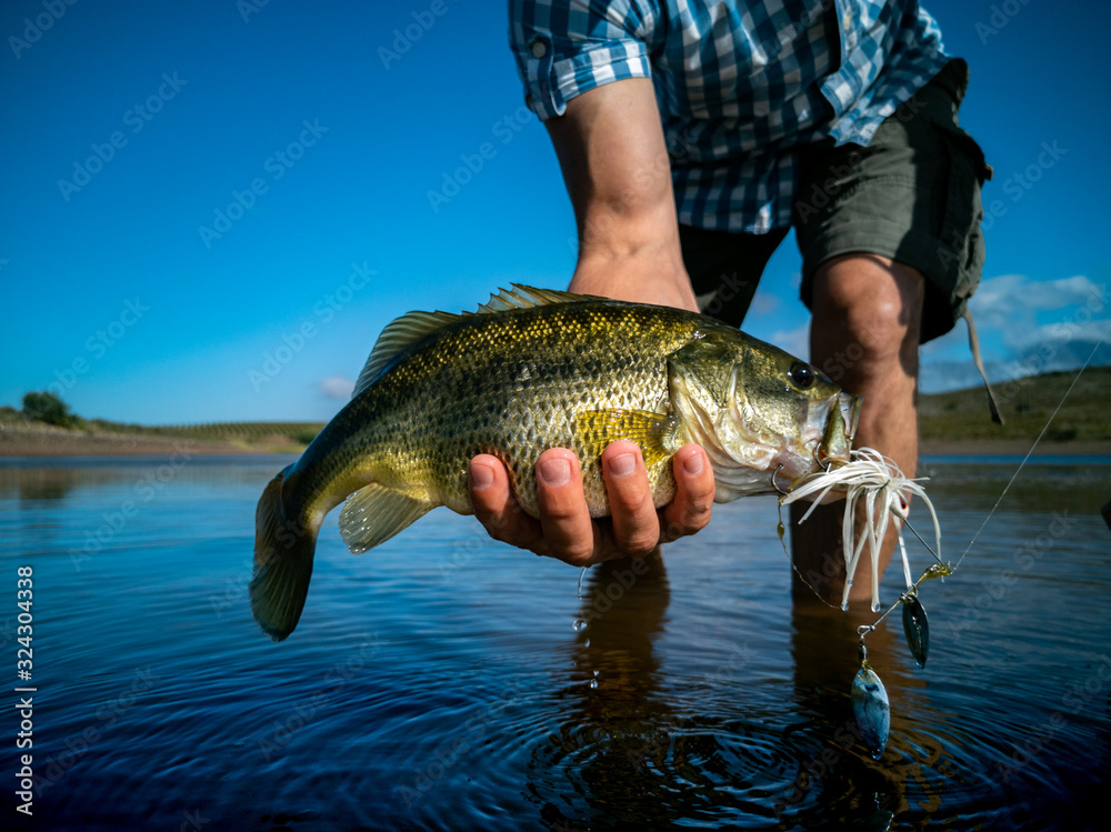 Pregnant Bass fishing on beautiful lake in South Africa closeup shot