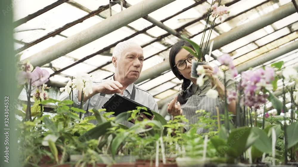 Two modern gardeners looking at flower pots and discussing plant care in a greenhouse Two modern gardeners looking at flower pots and discussing plant care in a greenhouse