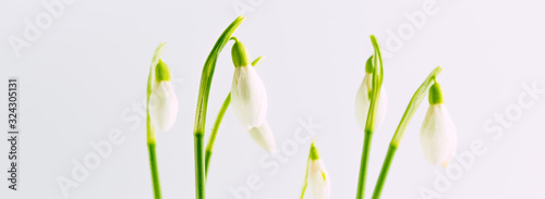 Fresh snowdrop flowers on a white background