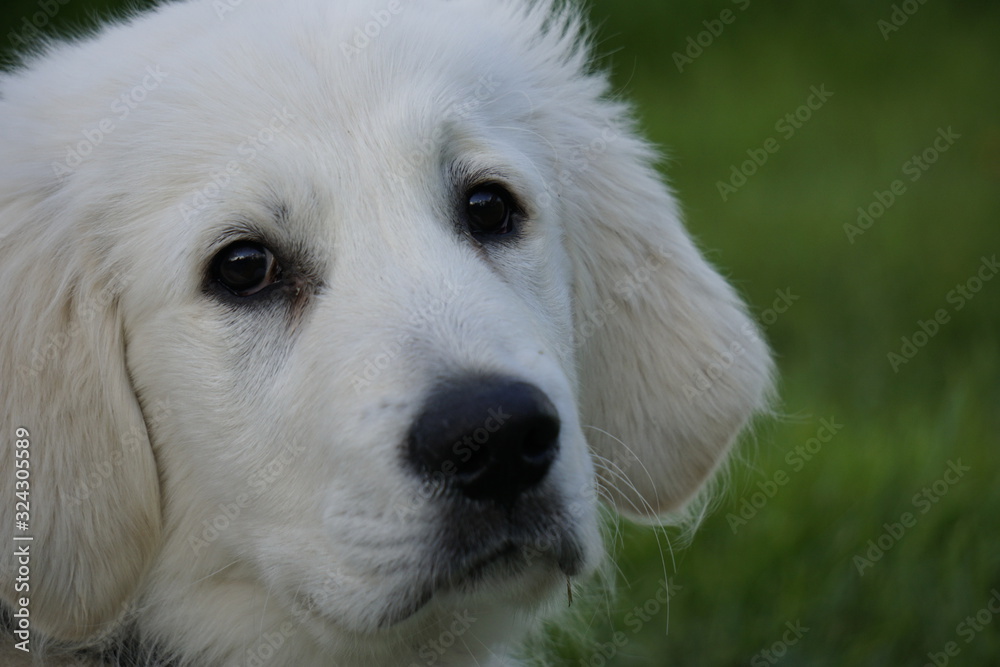 Kopf von weißem Welpen Hund golden Retriever