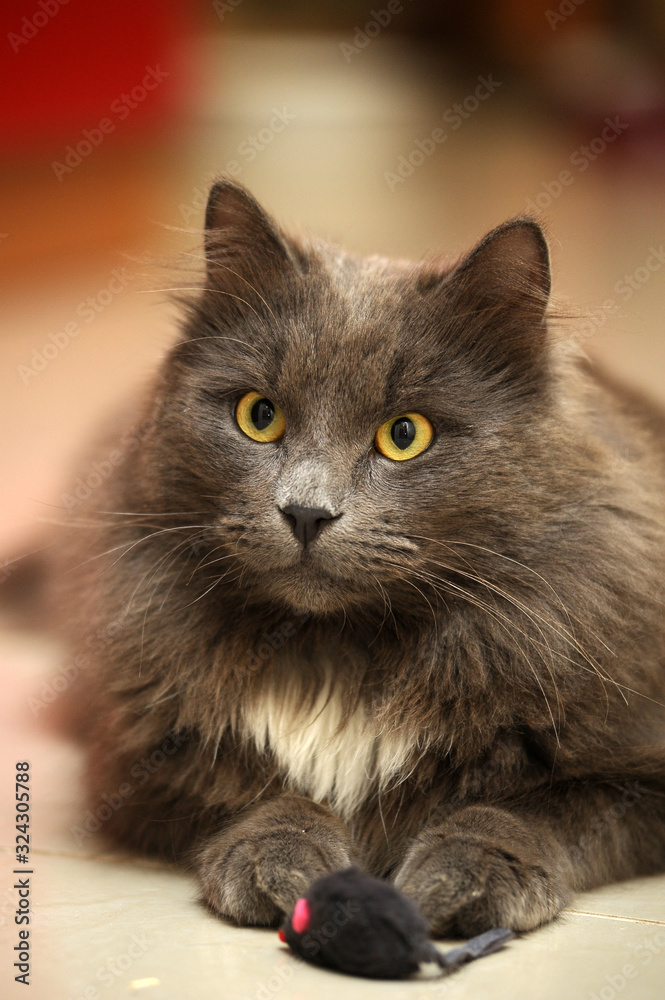 chic fluffy with a white breast cat