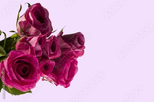 Gorgeous pink roses close up view isolated on pink background. Beautiful backgrounds. Valentine day backgrounds. Postcard.