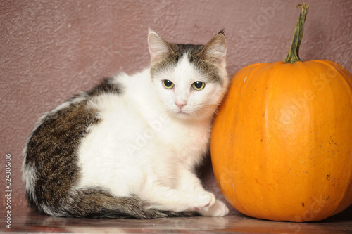 brown with white cat and pumpkin © Evdoha