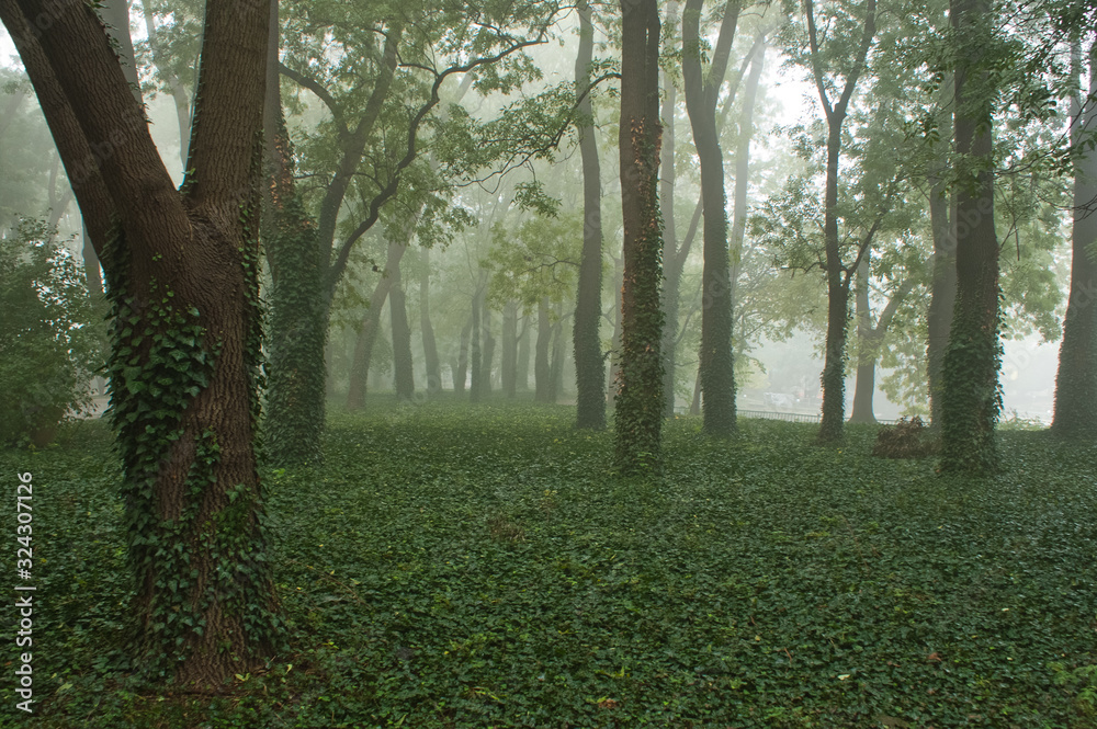 Green nature park in morning fog with mystic forest and beautiful trees for relaxing outdoor walk travel