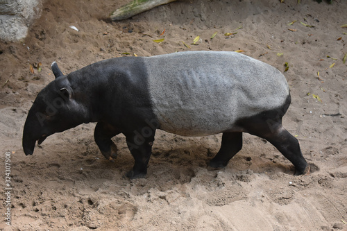 Animal photo of a wild bairds tapir photo