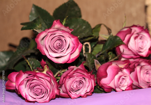 Two-tone roses on a purple background. Pink bright flowers.