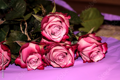 Two-tone roses on a purple background. Pink bright flowers.