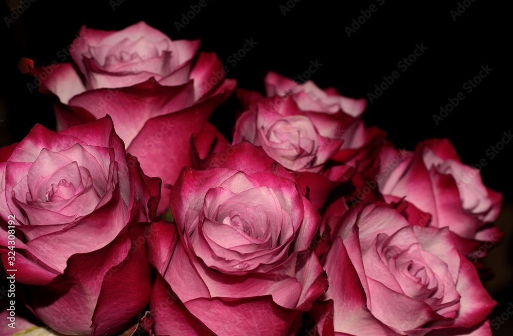 Pink rose buds on a black background. Magic bouquet. Pink rose buds on a black background. Magic bouquet.