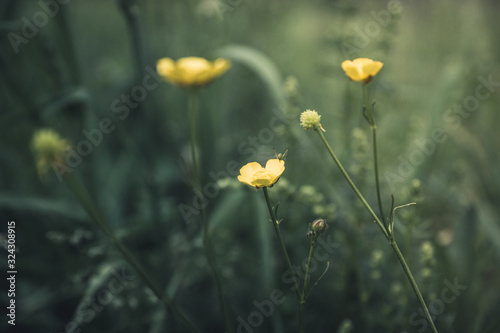 Fototapeta Naklejka Na Ścianę i Meble -  Meadow buttercup (Ranuculus acris) in the field. Spring morning. Selective focus. Shallow depth of field.