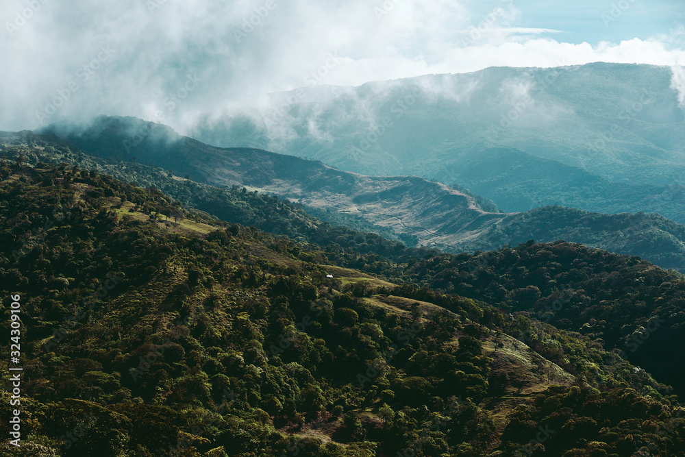 Naklejka premium Costa rican jungle