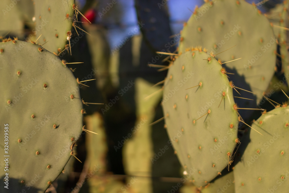 Cacti with flat leaves and red large berries close-up. Thorny cacti with red fruits. Cacti with flat leaves and red large berries close-up. Thorny cacti with red fruits.