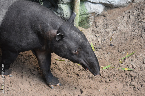 Adorable wild bairds tapir walking on sand photo