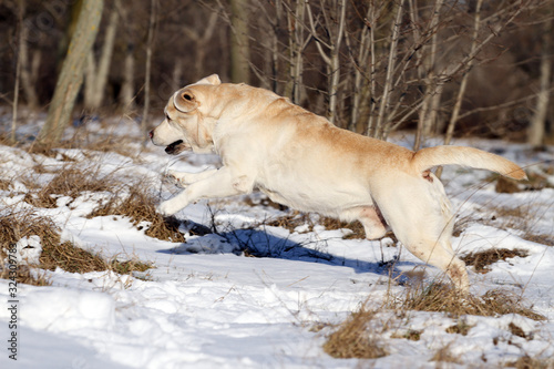 yellow labrador in winter in snow