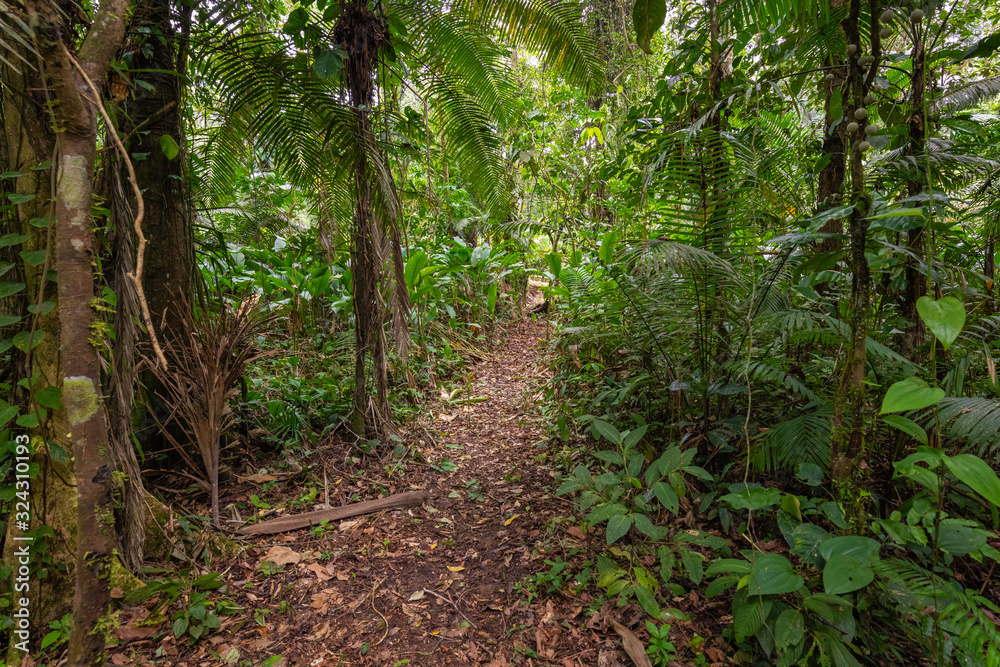 Amazon. Tropical Rainforest. Jungle Landscape. Amazon Yasuni National
