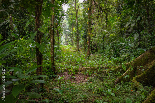 Amazon. Tropical Rainforest. Jungle Landscape. Amazon Yasuni National Park, Ecuador. South America. © Curioso.Photography