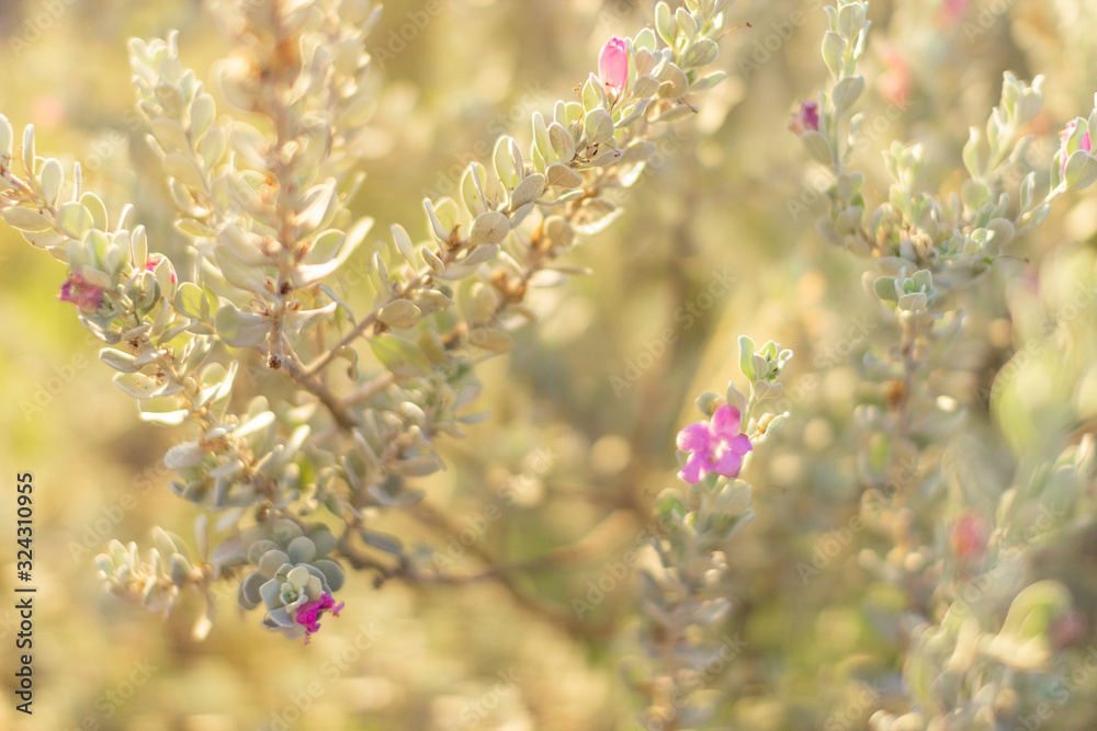 Plants with small blue-gray leaves and purple flowers close-up with beautiful bokeh. Plant in Texas, USA. Beautiful small purple flower. Bright summer background with green and yellow bokeh Plants with small blue-gray leaves and purple flowers close-up with beautiful bokeh. Plant in Texas, USA. Beautiful small purple flower. Bright summer background with green and yellow bokeh