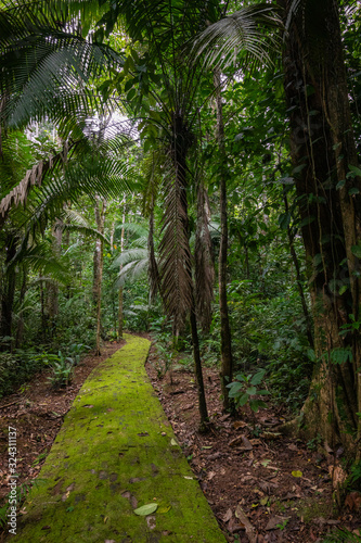 Amazon. Tropical Rainforest. Jungle Landscape. Amazon Yasuni National Park, Ecuador. South America.