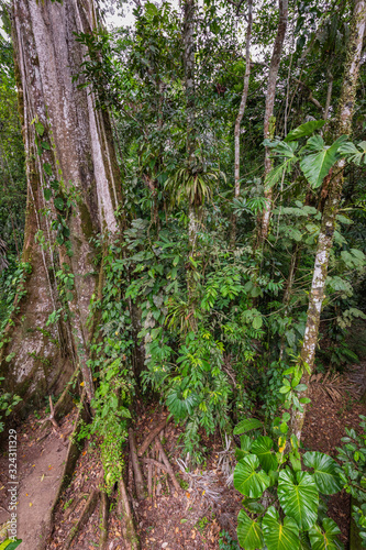Amazon. Tropical Rainforest. Jungle Landscape. Amazon Yasuni National Park  Ecuador. South America.