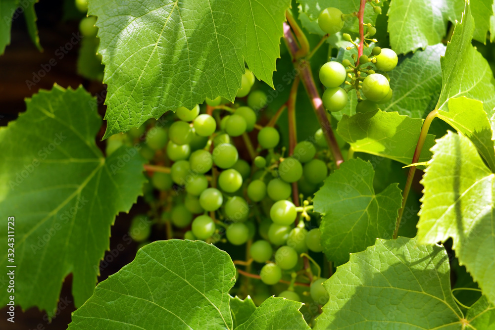 Beautiful yellow ripe grapes on the vine in a vineyard against of bunches of grapes, green leaves. Beautiful yellow ripe grapes on the vine in a vineyard against of bunches of grapes, green leaves.