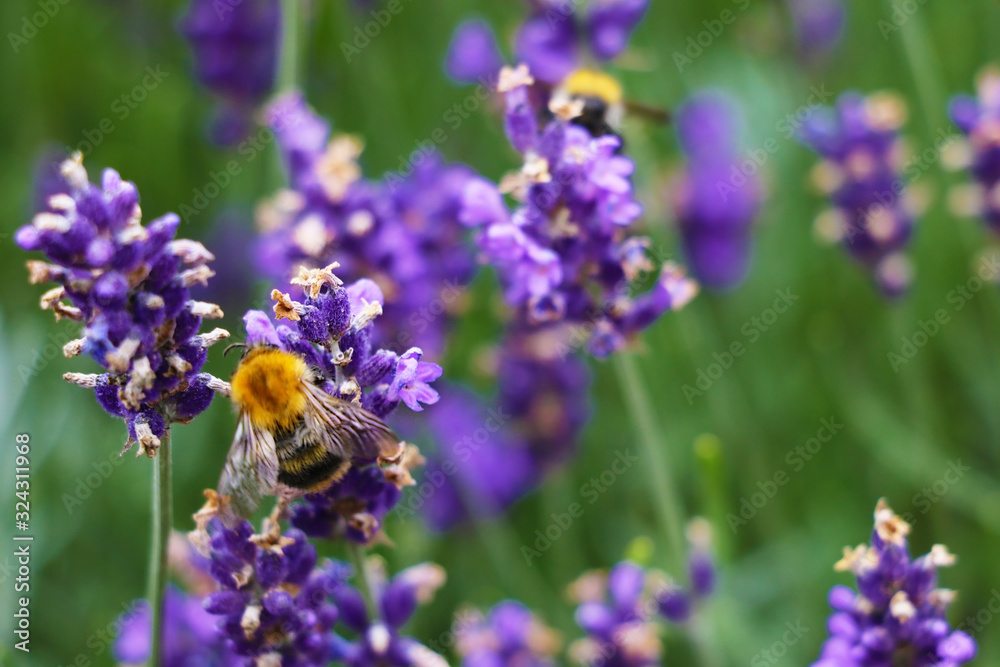 Closeup image of violet lavender flowers in the field in sunny day. Closeup image of violet lavender flowers in the field in sunny day.