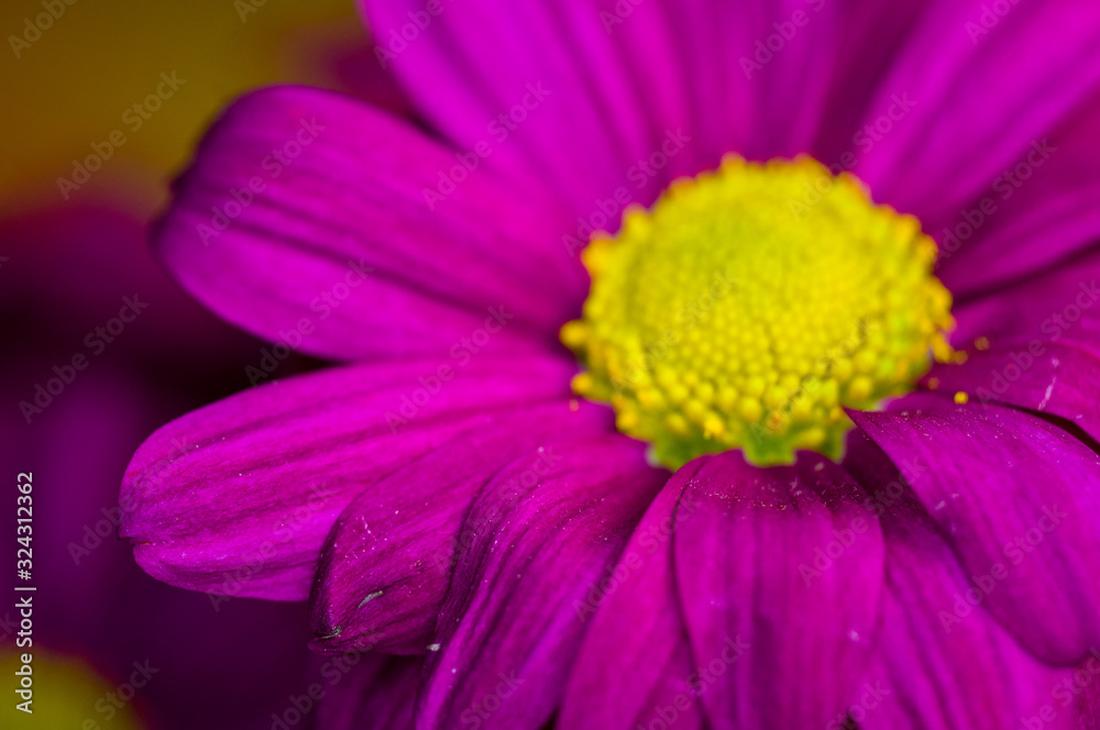 Beautiful bright purple and yellow chrysanthemum flowers, selective focus, macro