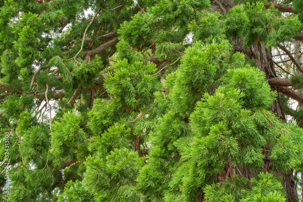 Close-up of beautiful green leaves of Giant Sequoiadendron or giant sequoia or giant red tree before entering territory of Massandra Palace in Crimea. Close-up of beautiful green leaves of Giant Sequoiadendron or giant sequoia or giant red tree before entering territory of Massandra Palace in Crimea.