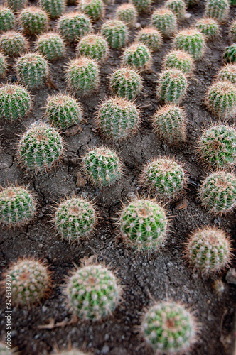 Rows of cacti extending into the distance on cracked ground.