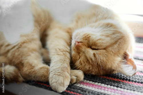    The red cat is sleeping curled up. © Алексей Коза