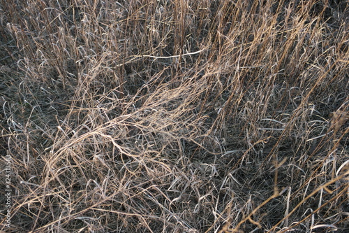 dry grass