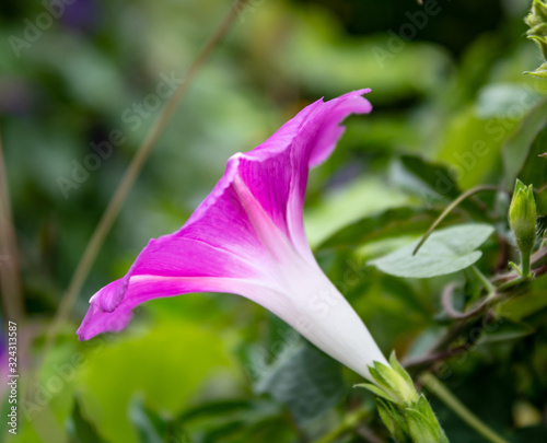 Pink flower vine will decorate any private possession