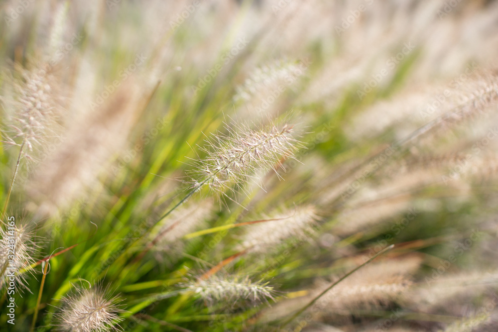 Grass seeds. Fluffy yellow spikelets of grass on a background of a bush of green grass. Shaggy pods in which there are grass seeds. Beautiful green eco background Grass seeds. Fluffy yellow spikelets of grass on a background of a bush of green grass. Shaggy pods in which there are grass seeds. Beautiful green eco background