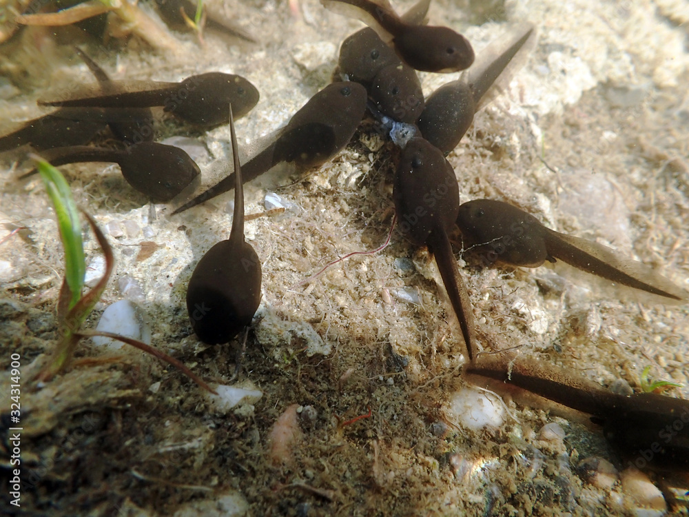 Unterwasseraufnahme von KrötenKaulquappen. Unterwassernahaufnahme von