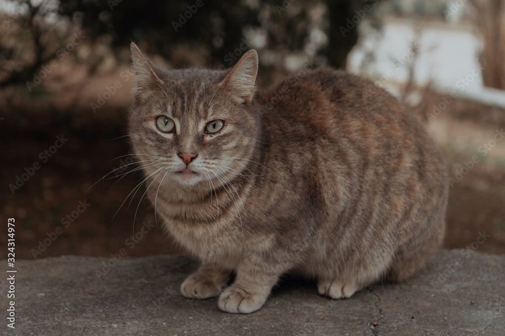 Beautiful cat on the street