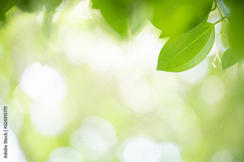 Close up of nature view green leaf on blurred greenery background under sunlight with bokeh and copy space using as background natural plants landscape, ecology wallpaper concept. Close up of nature view green leaf on blurred greenery background under sunlight with bokeh and copy space using as background natural plants landscape, ecology wallpaper concept.