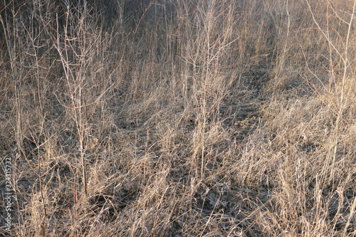 texture of dry grass