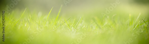 Close up of nature view green grass leaf on blurred greenery background under sunlight with bokeh and copy space using as background natural plants landscape, ecology cover concept.