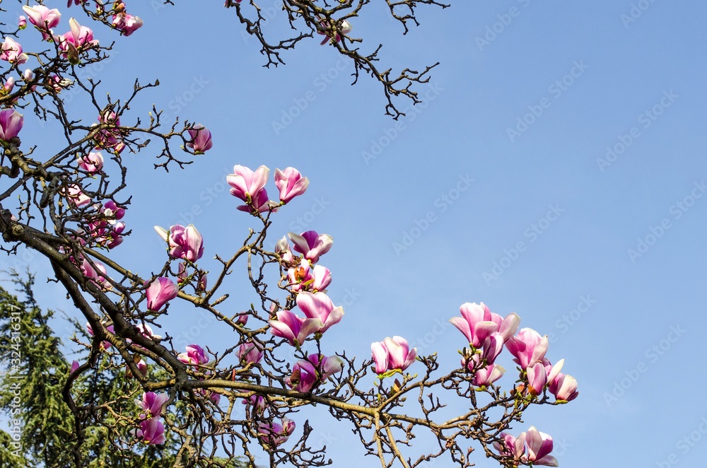 Delicious beautiful vibrant pink magnolia flowers close-up. Spring flowering backdrop. Blooming magnolia tree on background of blue sky and light white clouds. Copy space. Selective focus image. Delicious beautiful vibrant pink magnolia flowers close-up. Spring flowering backdrop. Blooming magnolia tree on background of blue sky and light white clouds. Copy space. Selective focus image.