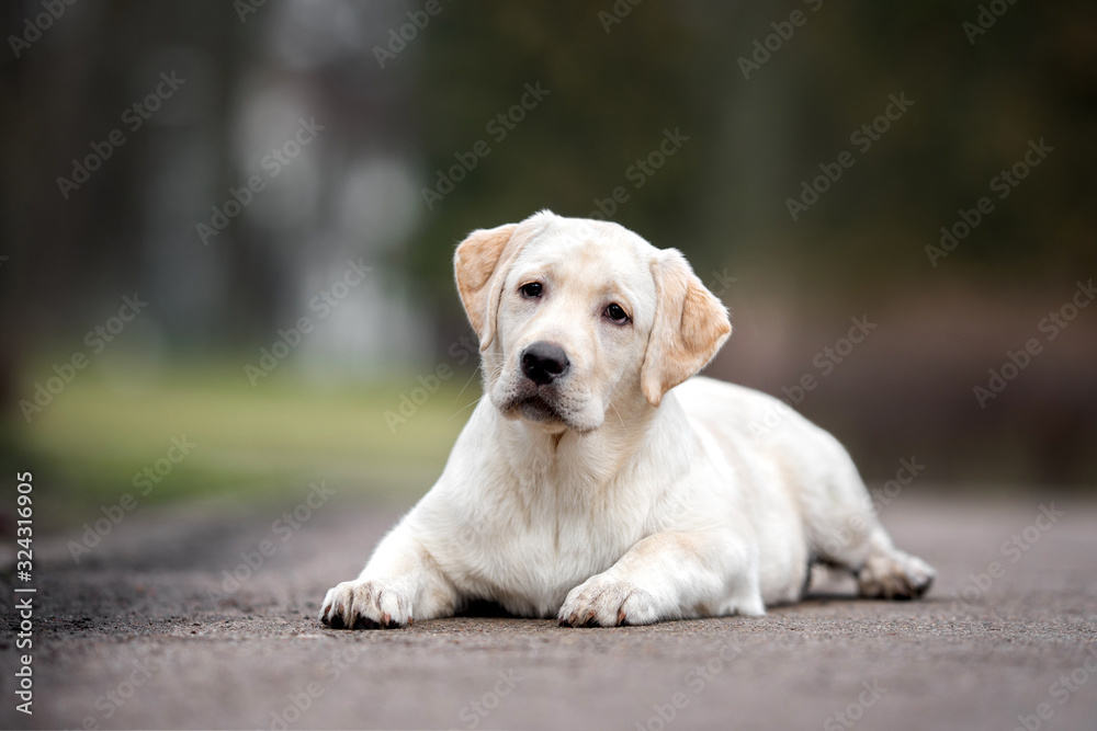 young labrador puppy lying down on concrete outdoors young labrador puppy lying down on concrete outdoors