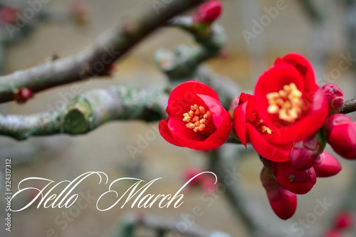 chaenomeles . red flowers . Close up of a flowering Cydonia plant (Chaenomeles speciose) photo